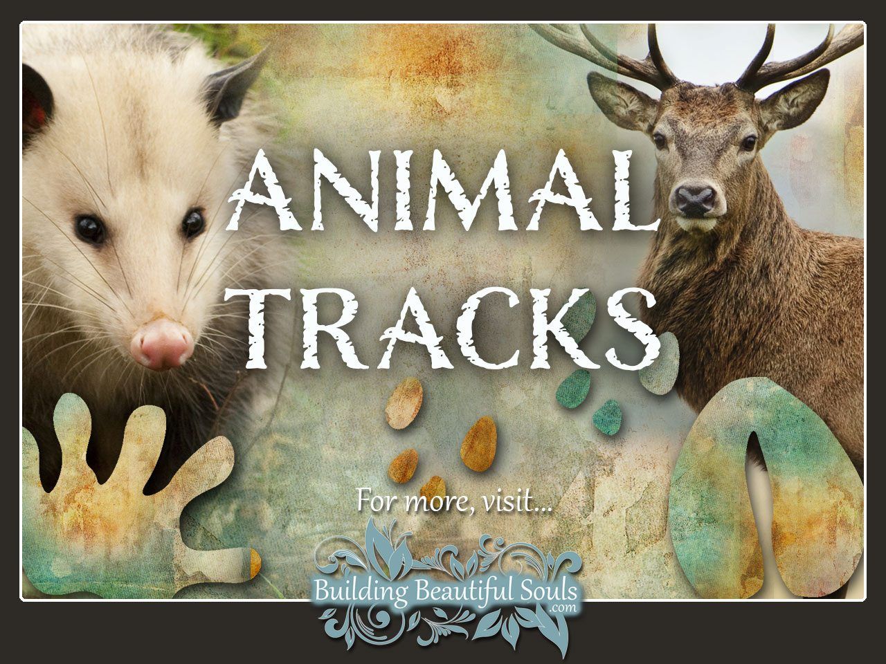 Animal Footprints Animal Tracks Identification 1280x960