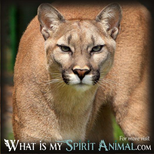 Cougar Mountain Lion Native American Animal Symbols 1200x1200