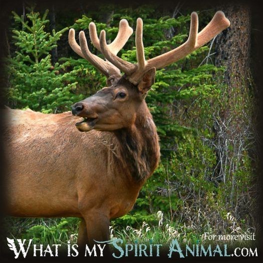 Elk Native American Animal Symbols 1200x1200