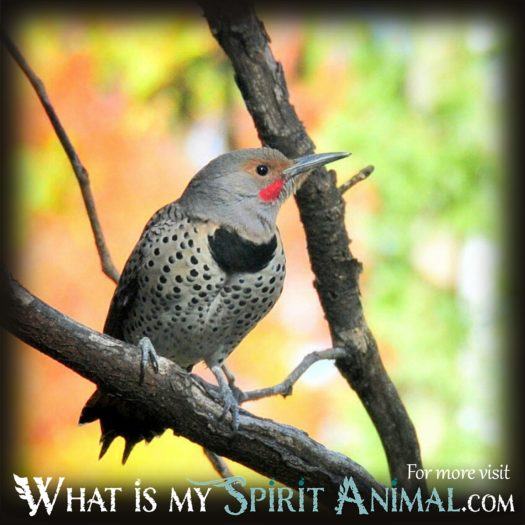 Native American Animal Symbols Meanings| Animal Symbolism