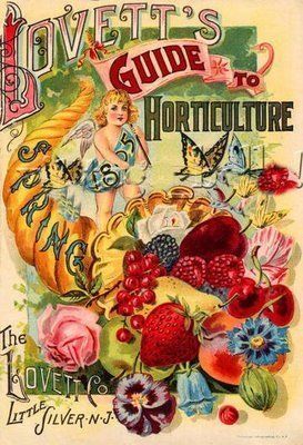 Flower Meanings Vintage Seed Packet 273x400