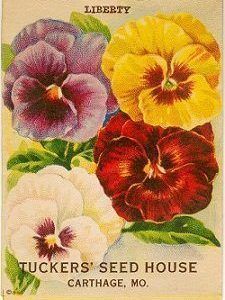 Flowers Symbolic Meaning Vintage Pansy Seed Packet 225x369