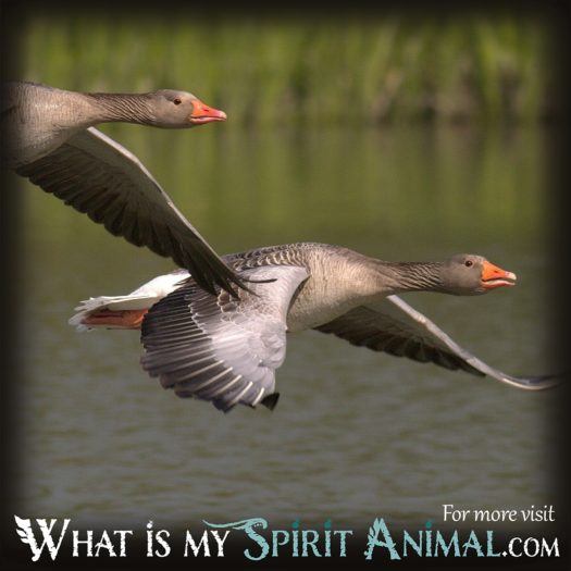 Goose or Geese Native American Animal Symbols 1200x1200