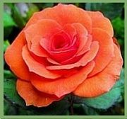 Orange Rose Meaning Symbolism 180x168