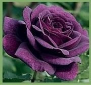 Purple Rose Meaning Symbolism 180x168