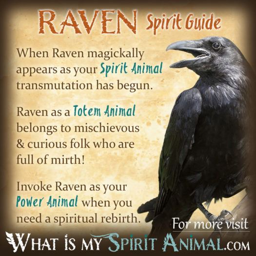 Raven Spirit Totem Power Animal Symbolism Meaning 1200x1200