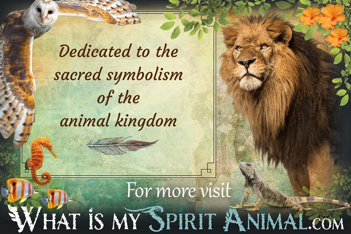 Animal Symbolism & Meanings | Spirit, Totem, & Power Animal