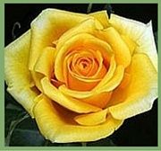 Yellow Rose Meaning Symbolism 180x168