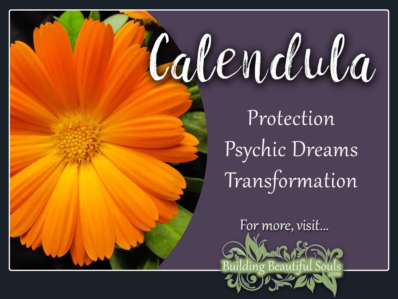 Calendula Meaning Symbolism Flower Meanings