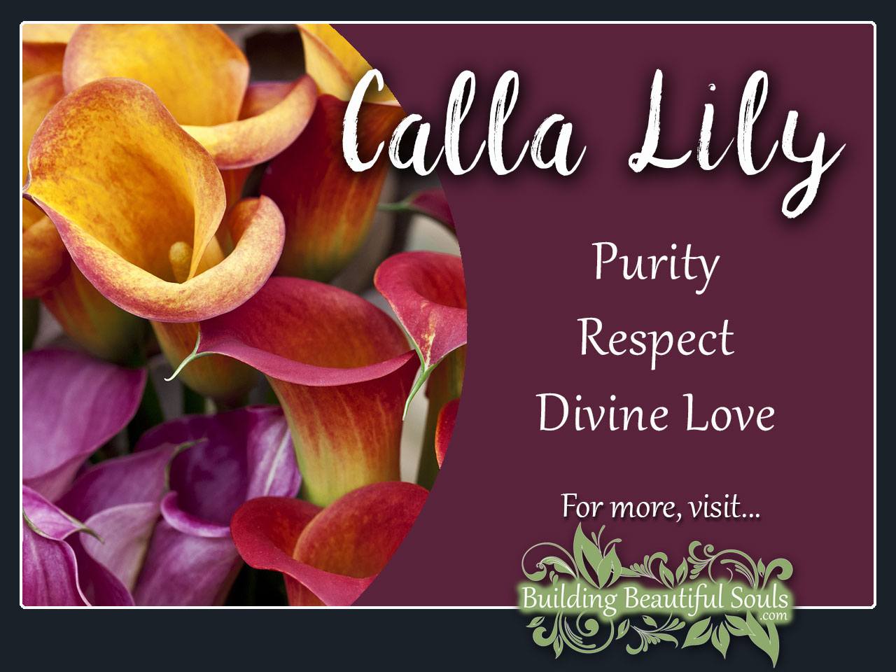 calla lily meaning & symbolism | flower meanings