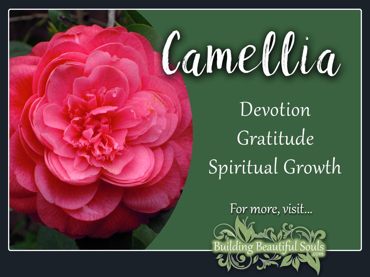 Camellia Meaning Symbolism Flower Meanings