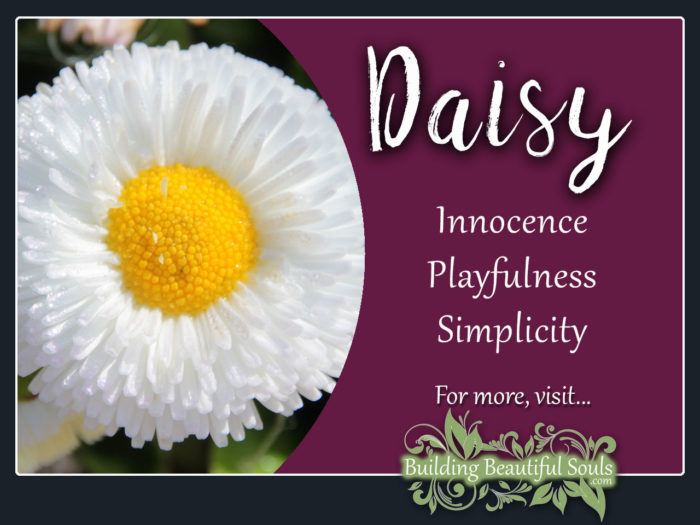 Daisy Meaning Symbolism Flower Meanings 1280x960