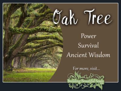 Oak Tree Meaning Symbolism Flower Meanings 1280x960