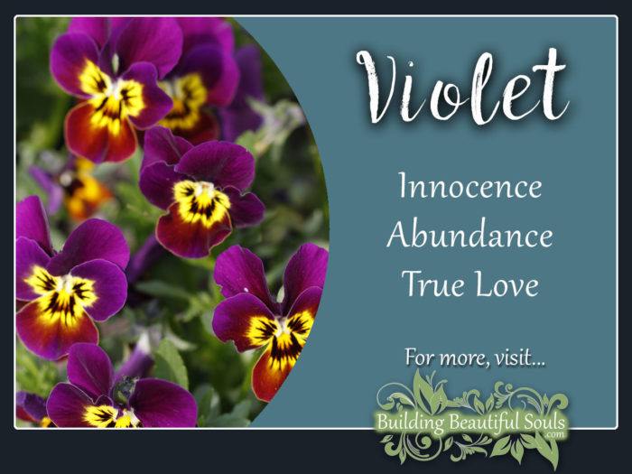 Violet Meaning Symbolism Flower Meanings 1280x960