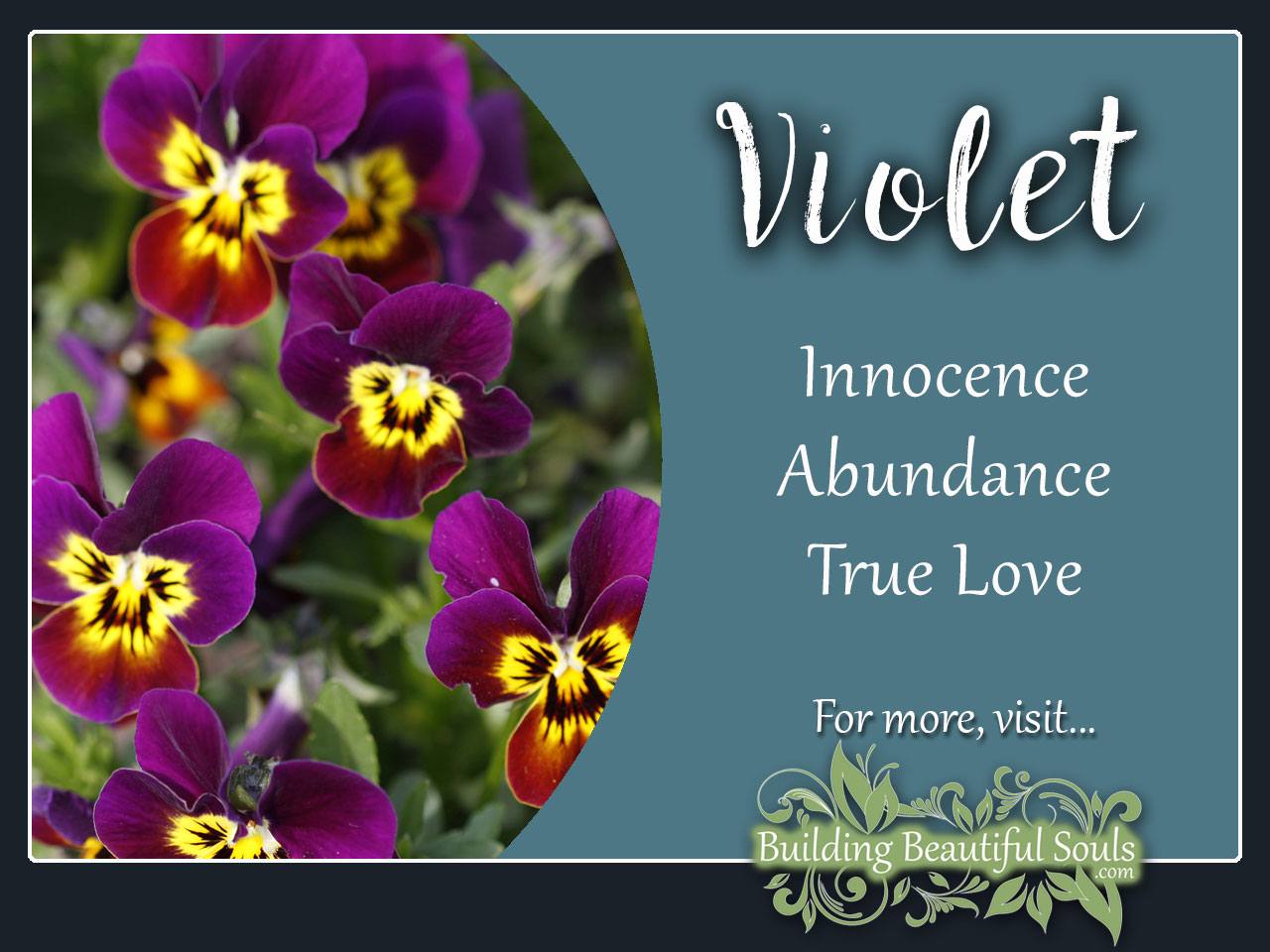 Violet Meaning Symbolism Flower Meanings Symbolism