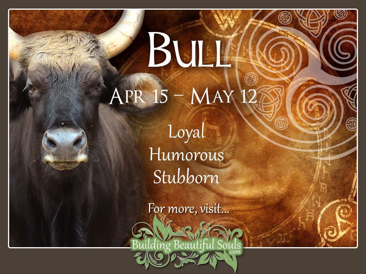 Bull Celtic Zodiac Animal Meanings, Traits, & Personality 1280x960