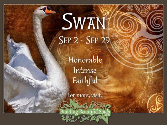 Swan Celtic Zodiac Animal Meanings, Traits, & Personality 1280x960