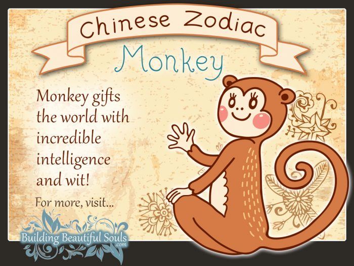 Chinese Zodiac Monkey Child Personality & Traits Chinese Zodiac for Kids