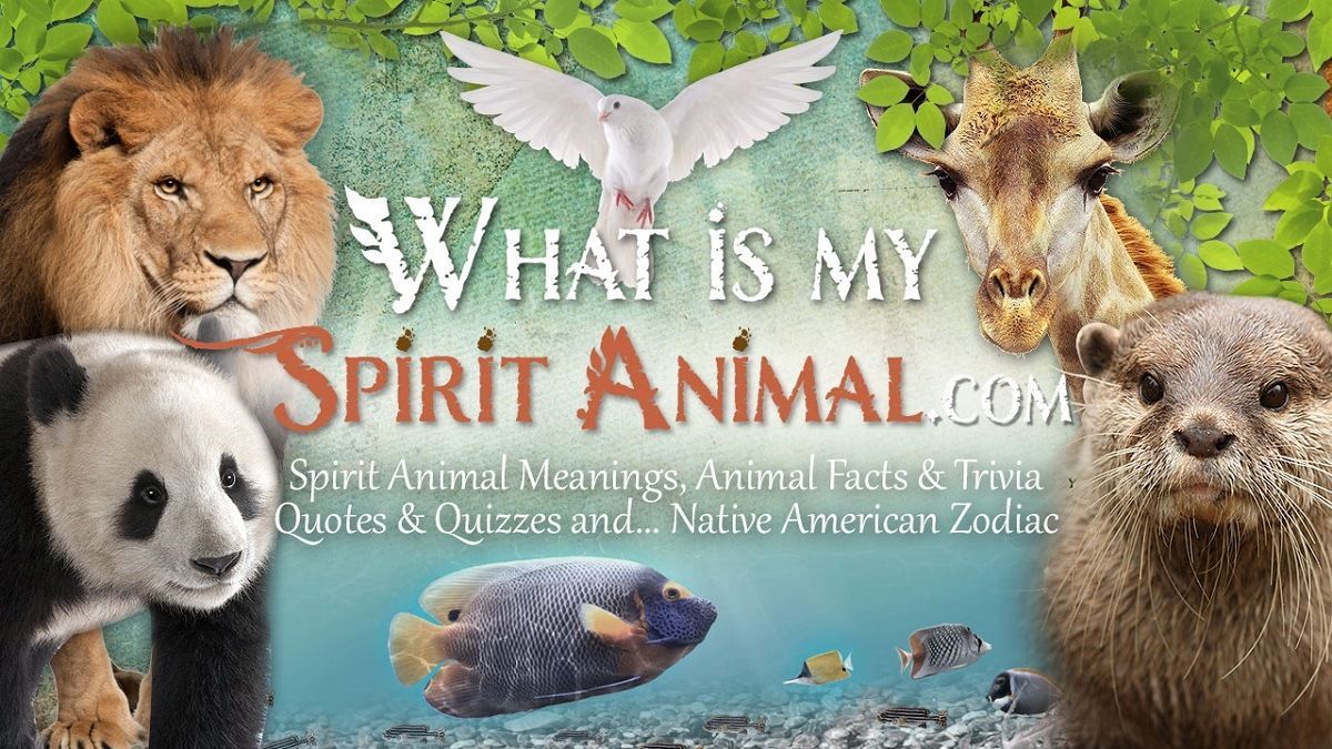 Spirit, Totem, & Power Animals | Spirit Animal Meanings & Symbolism