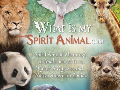 What Is My Spirit Animal 1200x1200