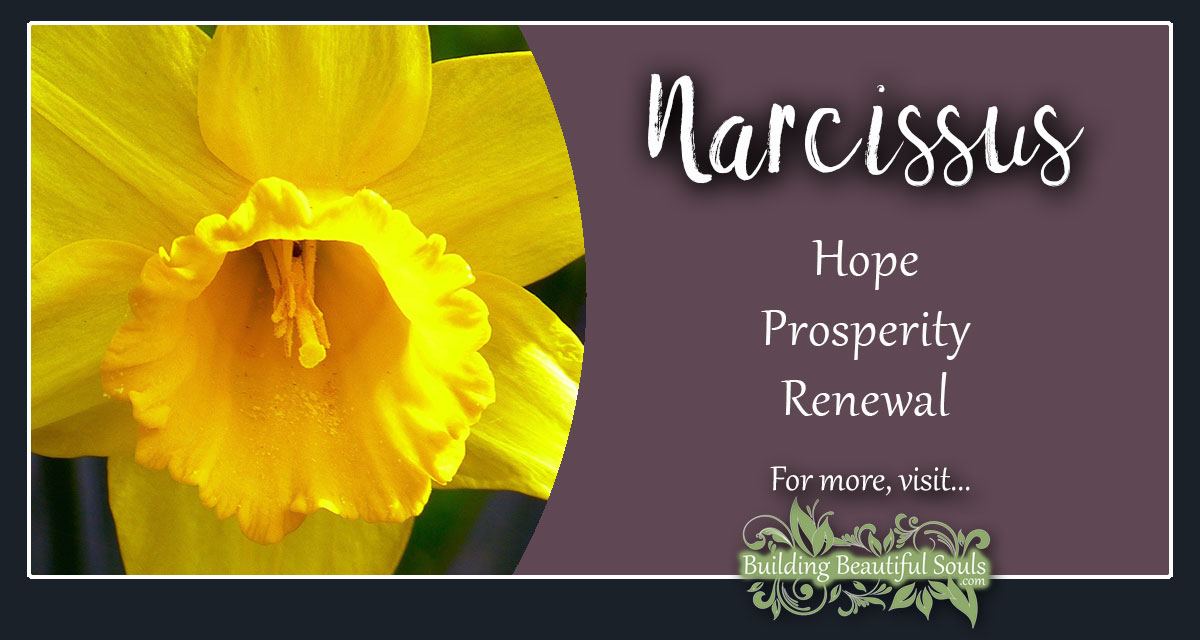 story of narcissus flower