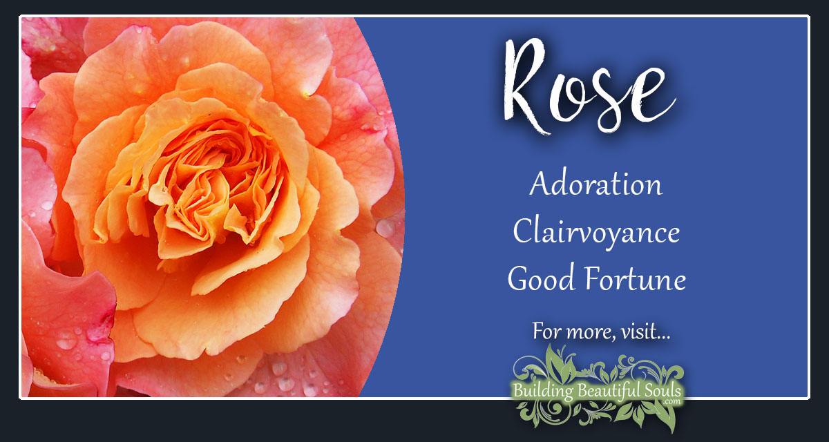 Rose Meaning & Symbolism June Birth Flower Flower Meanings