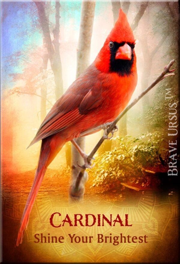 Cardinal Magnet