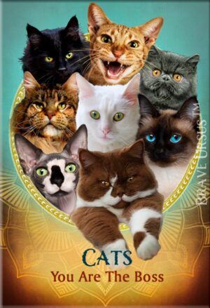 Cats Magnet