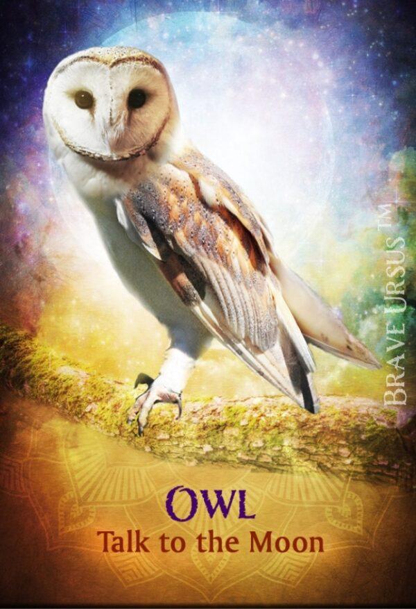 Owl Magnet